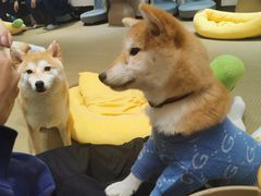 -逗柴咖啡屋·狗咖猫咖宠物桌游
