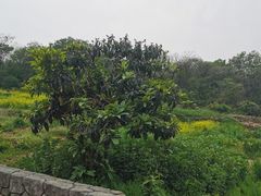 -巢湖姥山岛