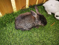 -萌宠亲子动物乐园(槐房万达店)