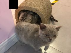 -三花喵·撸猫购宠·宠物生活馆(虹桥南丰城店)