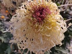 -贵州省植物园