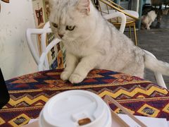 -喵屿·大理花园猫咖