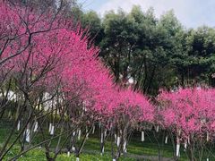 -重庆彩云湖湿地公园
