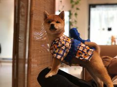 -柴务处·柴犬主题狗咖