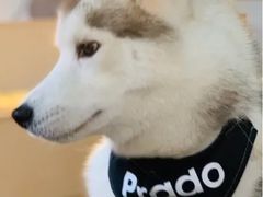 -Husky Go! 哈士奇体验馆·宠物咖啡厅狗咖