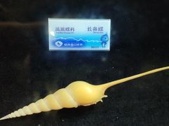 -贝壳梦幻世界