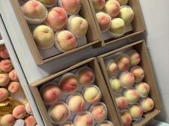 -南汇新场正宗水蜜桃采摘
