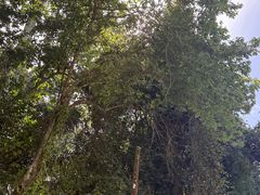 -槟城植物园