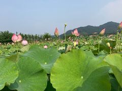 -天屿湖