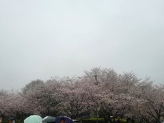 -武汉大学-樱园