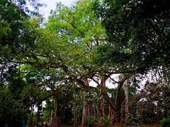 -瑞丽独树成林风景区