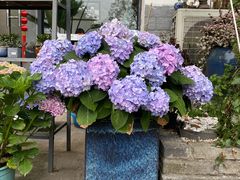 -凤来栖·净庭院·火锅(欧尚店)