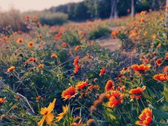 -大兴滨河森林公园