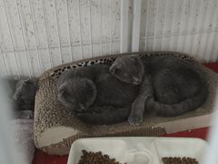 -我爱猫咪·猫咖·狗咖·安哥拉兔·羊驼咖(小寨华旗店)