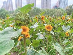 -长白岛森林公园