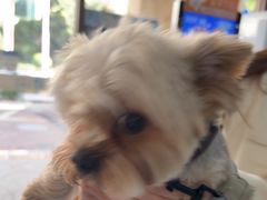 -宠颐生猫科·内科皮肤科(西平世纪城店)