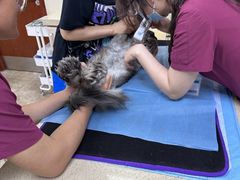 -美联众合动物医院·24h转诊中心