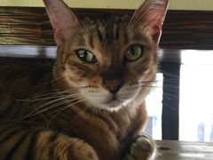 -more than meow吴止猫主题餐厅(承德 中船汇店)