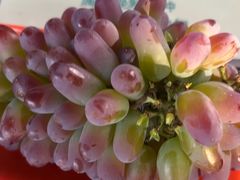 -马陆小张葡萄园农家乐