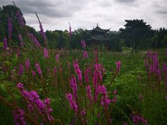 -黑龙江省森林植物园