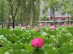 -四川大学(望江校区)