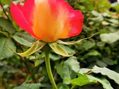 -人民公园(罗湖区)