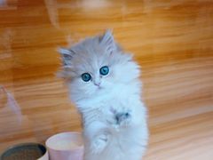 -猫十亿·布偶金渐层·曼基康矮脚猫舍(青年路店)