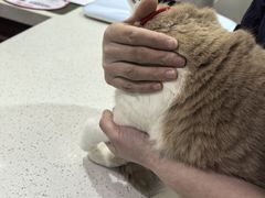 -思琪宠物医院(昆山花桥店)