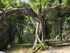 -梧桐山风景名胜区