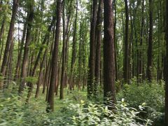 -上海共青森林公园