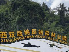 -西双版纳原始森林公园