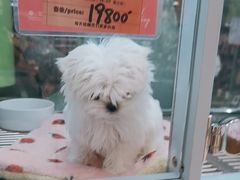 -FAELING PETS美天灵宠物(合生汇店)