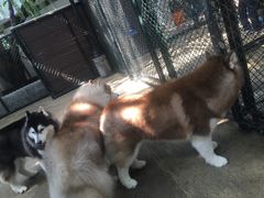 -TrueLove @ Neverland (Husky Cafe)