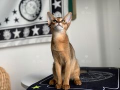 -喵zoo家庭繁育猫舍(尖东智能花园店)