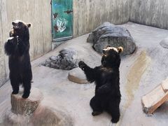 -东方熊牧场