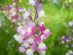 -花开海上生态园