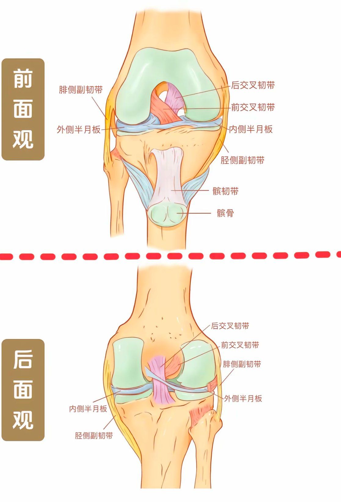 膝关节周边韧带