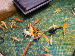 -酷嗒动物文化乐园(cutezoo西溪乐天城店)