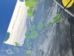 -梧州双钱龟苓膏(老街店)