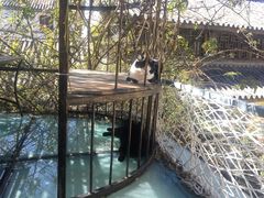 -喵屿·大理花园猫咖