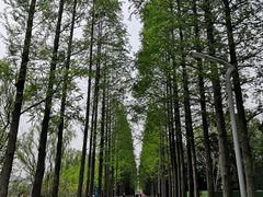 -昆山城市生态森林公园