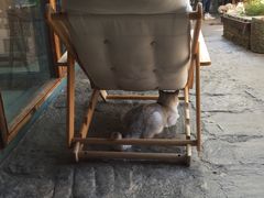 -喵屿·大理花园猫咖