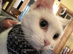 -猫色咖啡·猫咖