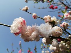 -南汇桃花村
