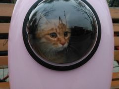 -喜多萌中农锦绣动物医院24H·猫科·牙科MRI·CT