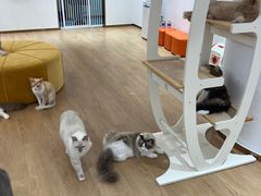 -1013 PET SHOP精品宠物商店(丁香店)