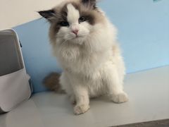 -瑞派福兴宠物医院犬猫全科·骨科·中西医结合(河东店)