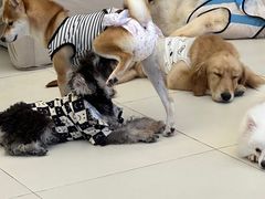 -怪兽屋·羊驼·猫咖·狗咖(俊华广场店)