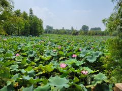 -溱湖国家湿地公园