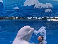-海合安成都极地海洋公园